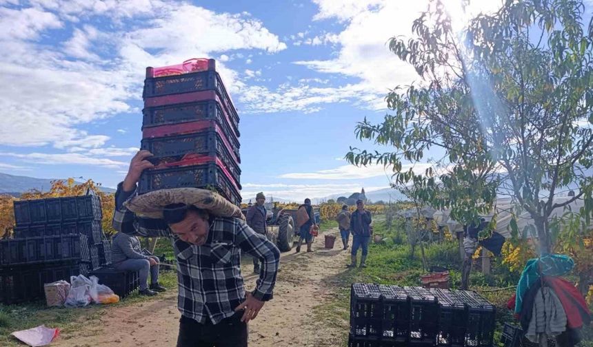 Sarıgöl’de üzüm kesimi aralık ayında da sürüyor