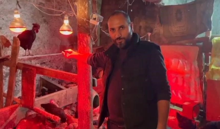 Tavuklara müzikli terapi: "Yumurta verimi arttı"