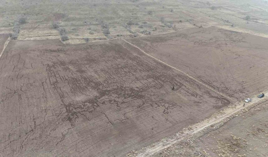 Yaban domuzları arpa ve buğday ekili tarlayı adeta haritaya çevirdi