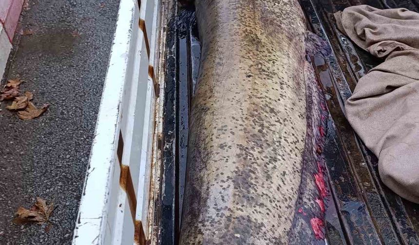 Yakalanan 65 kiloluk dev balık, görenleri şaşkına çevirdi