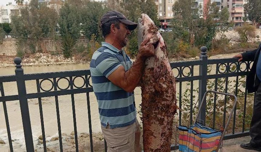 Boyu kadar yayın balığını eliyle yakaladı