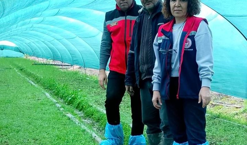 Aydın'da salep orkidesi üretimi büyüyor