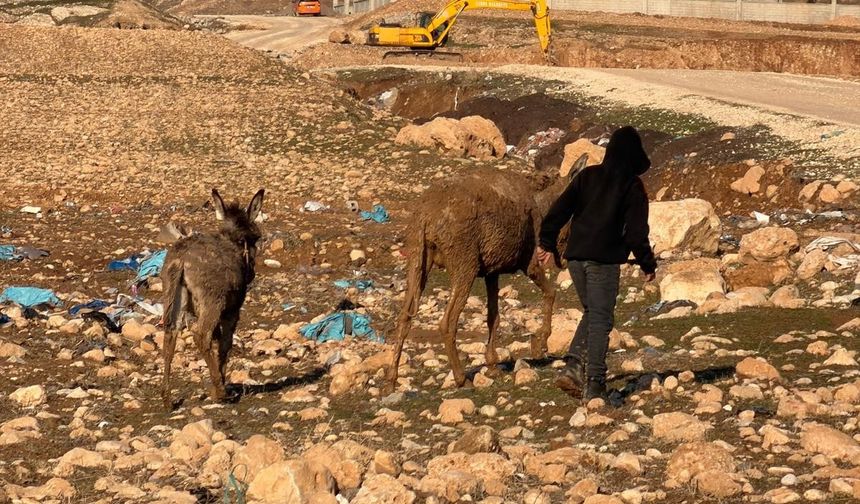 Cizre'de bataklığa saplanan eşekler kurtarıldı