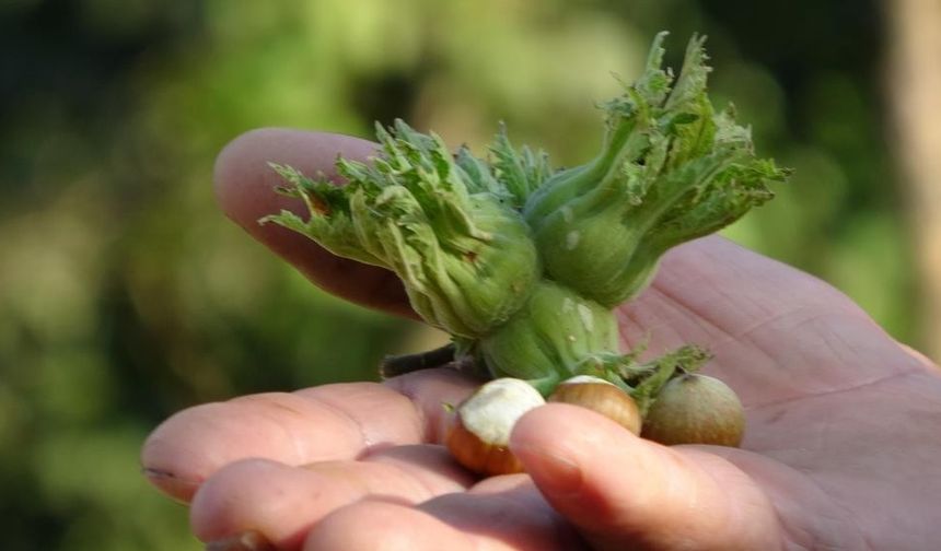 Düzce'de fındık ihraç rakamları geçen yılın gerisinde kaldı