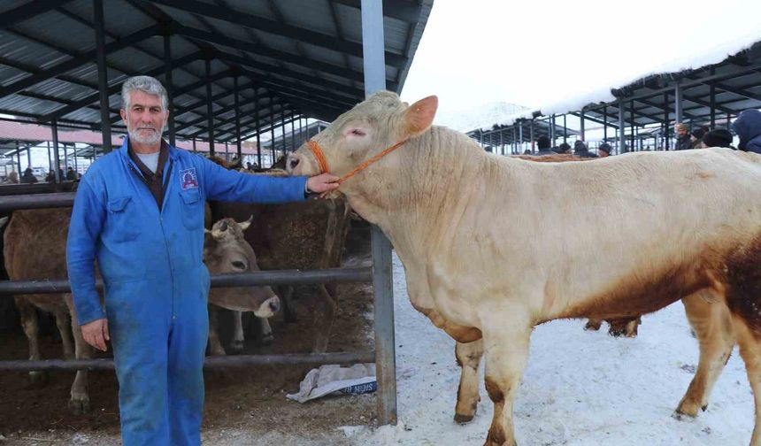 Eksi 15'te hayvan pazarı kuruldu