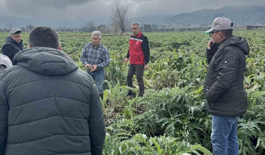 Enginar tarlaları incelendi, üreticiler, TARSİM hakkında bilgilendirildi
