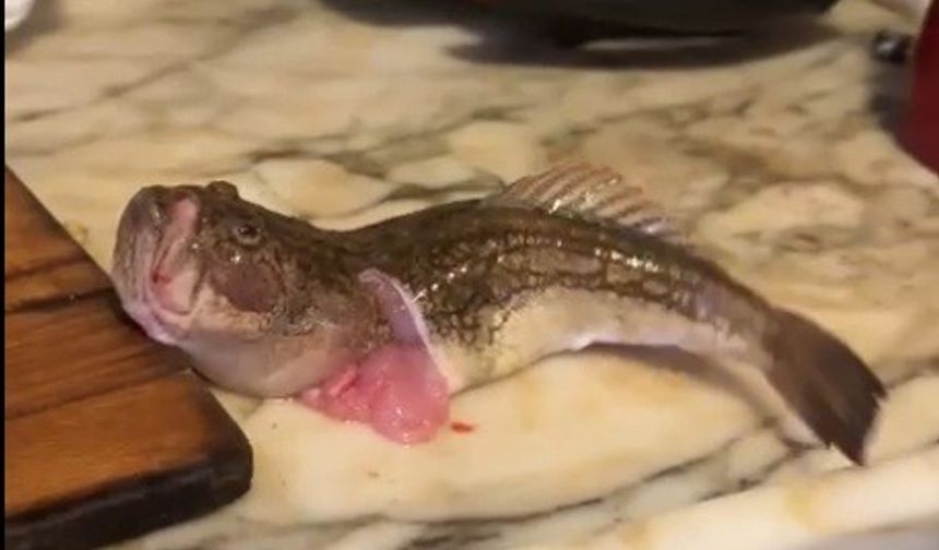 İçi temizlenen balık dakikalarca çırpınmaya devam etti