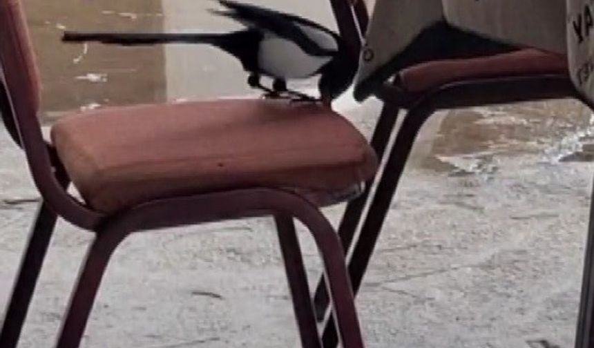 Kahvede oyun değil, saksağanın zekâsı izleniyor