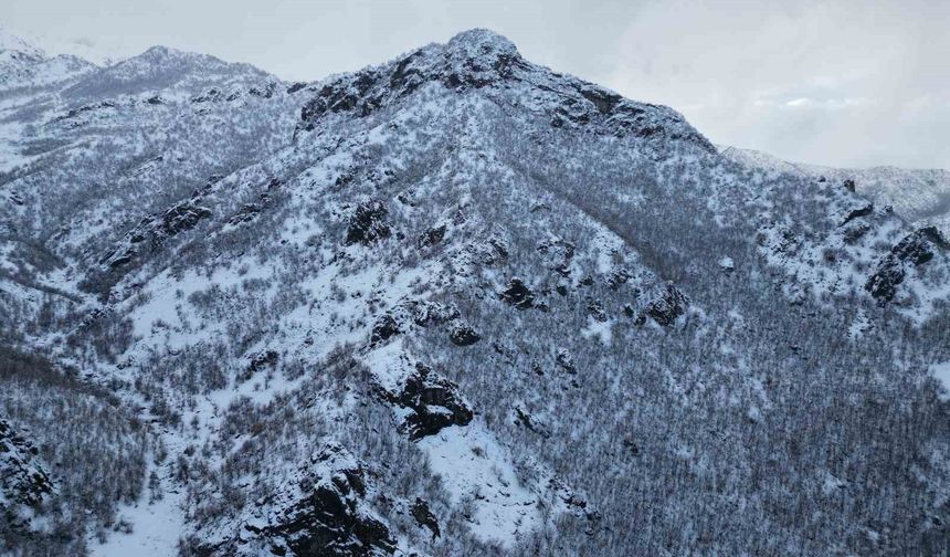 Karla birlikte meşe ormanı beyaza büründü