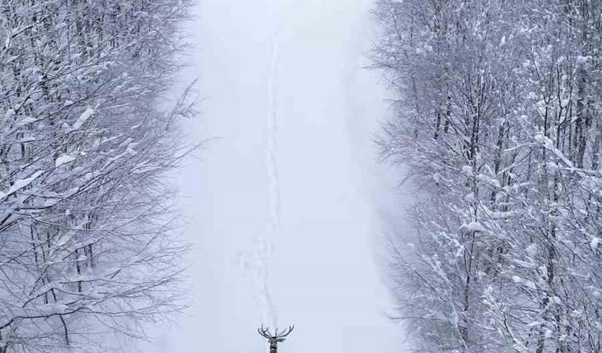 Karların arasında süzülen kızıl geyik havadan görüntülendi