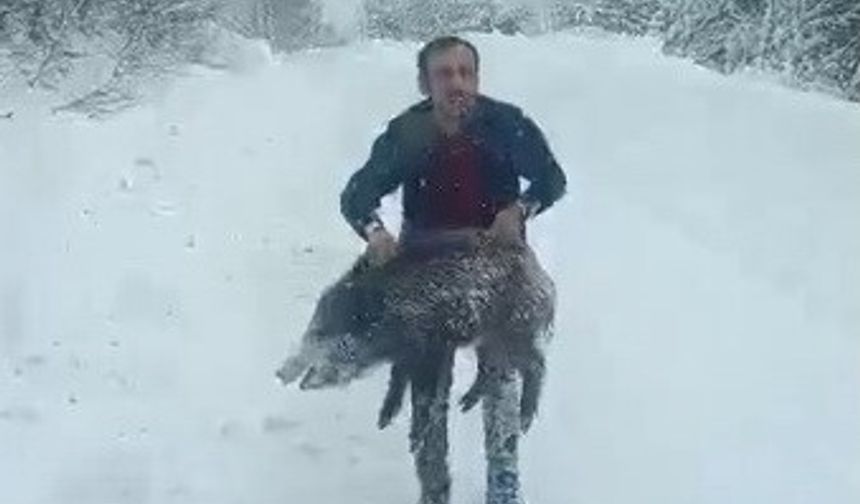 Karlı yolda domuzu elleriyle yakalayan adam konuştu: 'Bir anı olsun diye yakaladım, kimseye tavsiye etmem'
