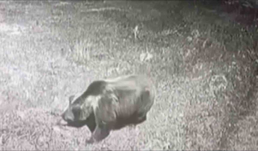 Kış uykusuna yatmayan ayıya böyle seslendi: 'Kocaoğlan git yerinde yat, uyu'