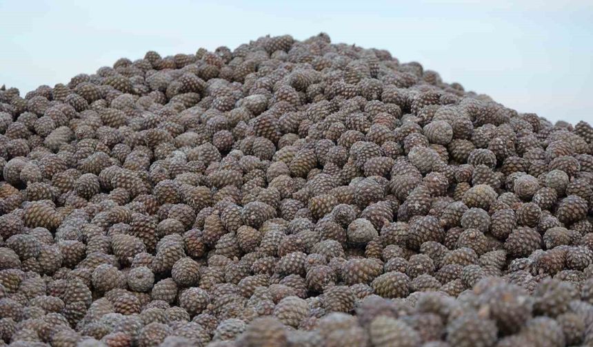 Kozalak işleme tesislerinde yoğun mesai dönemi