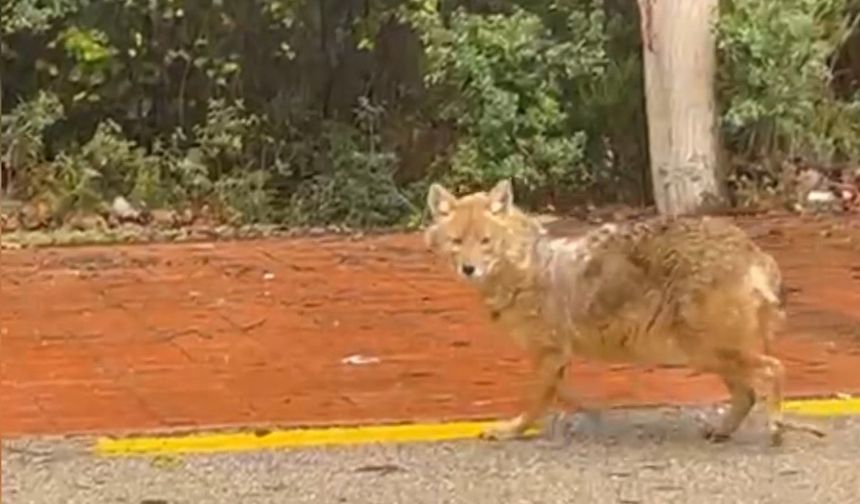 Sinop'un 'gurme' çakalı: Leblebiyi beğenmedi, fındığa koştu