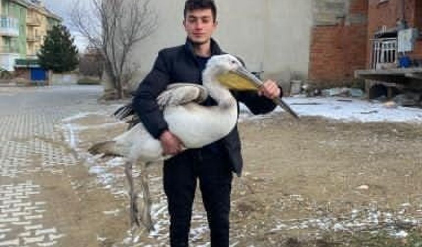 Sokakta gezerken pelikan buldu