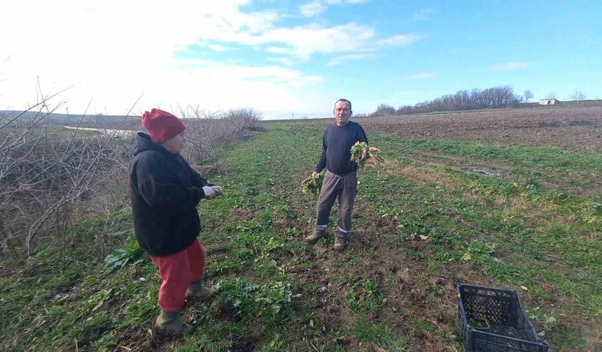 Toprağa emek, çocuklara gelecek: Karı-koca dört mevsim tarlada çalışıyor