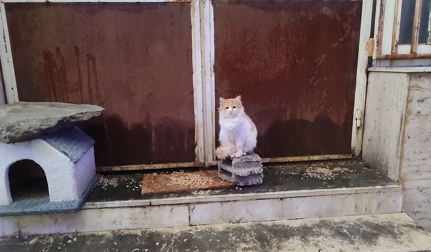 Mersinliler soğuk kış mevsiminde can dostlarını unutmuyor