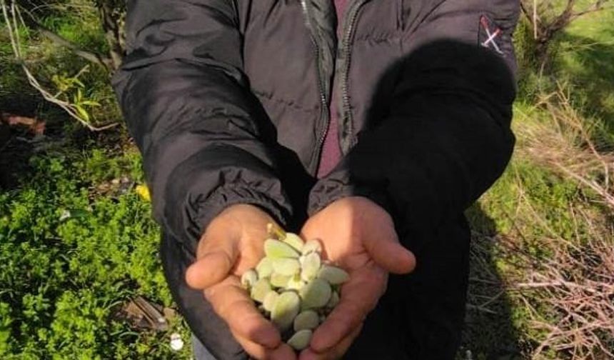 Kara kışta badem sürprizi