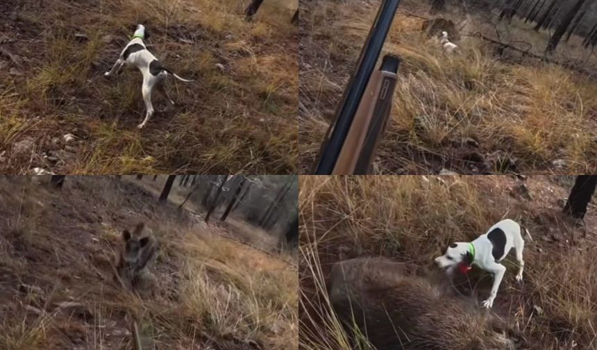 Mersin'de av sırasında domuz saldırısı kamerada