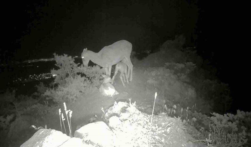 Anadolu yaban koyunu yavrularıyla görüntülendi