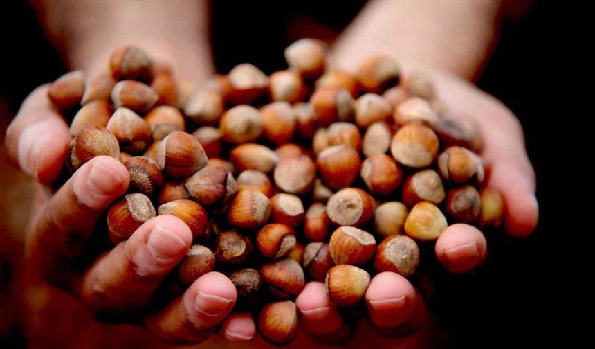 Düzce'de yılın ilk ayında 811,7 ton fındık ihraç edildi