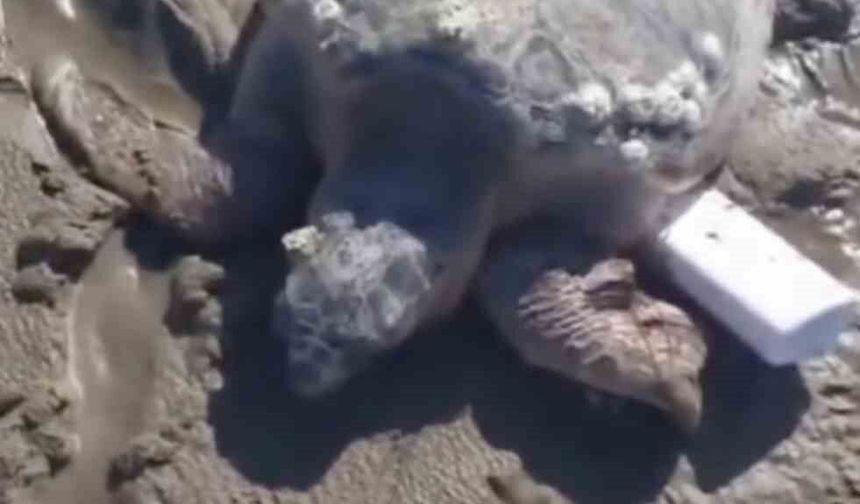 Gökçeada'da kıyıya vuran caretta caretta vatandaşların yardımıyla denizle buluştu