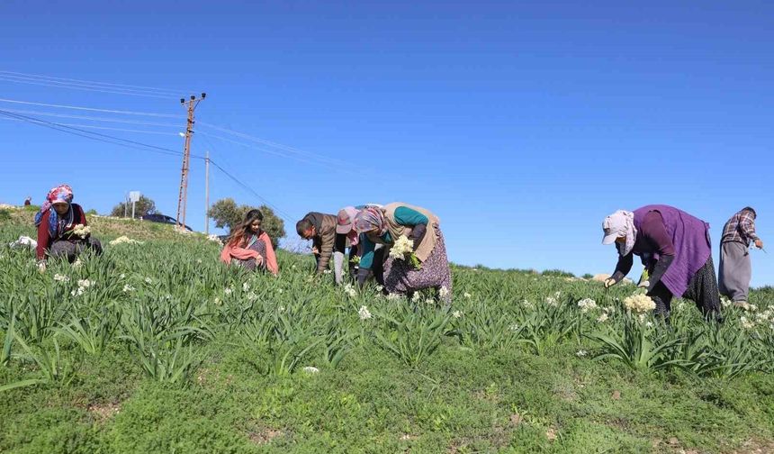 Mersin'de atıl araziler nergisle değerlendi, üretim 10 kat arttı