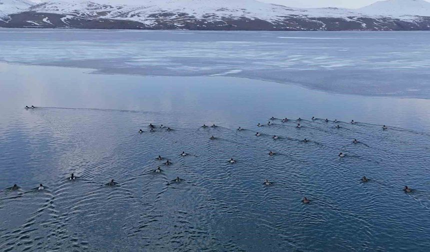 Nazik Gölü'nde buzlar çözüldü, ördeklerin dansı hayran bıraktı