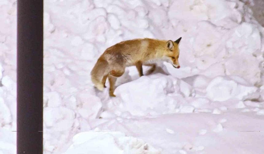 Şehre inen tilkilerin sevimli halleri kameralara yansıdı