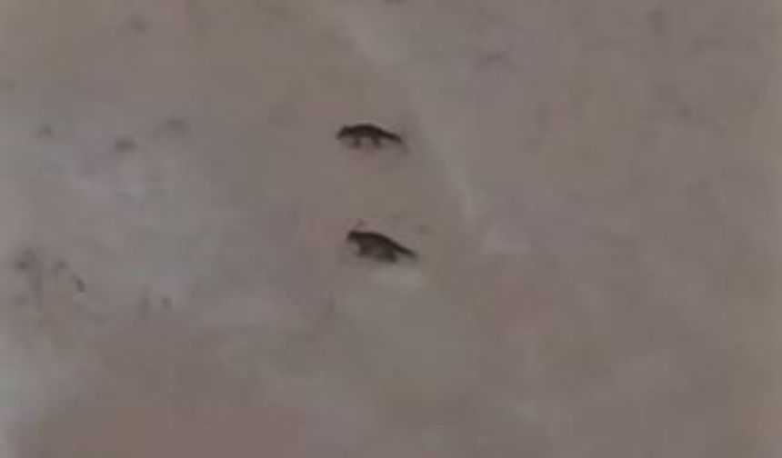 Son yılların en soğuk kışını yaşayan Sivas'ta yabani hayvanlar sık sık yerleşim bölgelerine iniyor