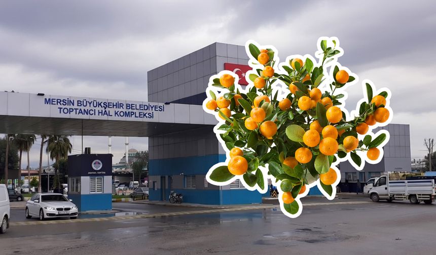 Çinlilerin altın portakalı Mersin Hali’nde: Kamkat