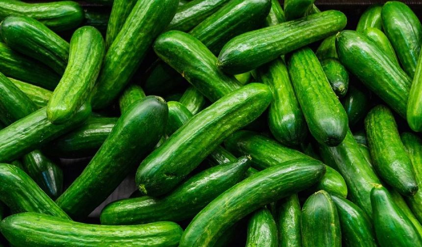 Salatalık cep yakmaya devam ediyor