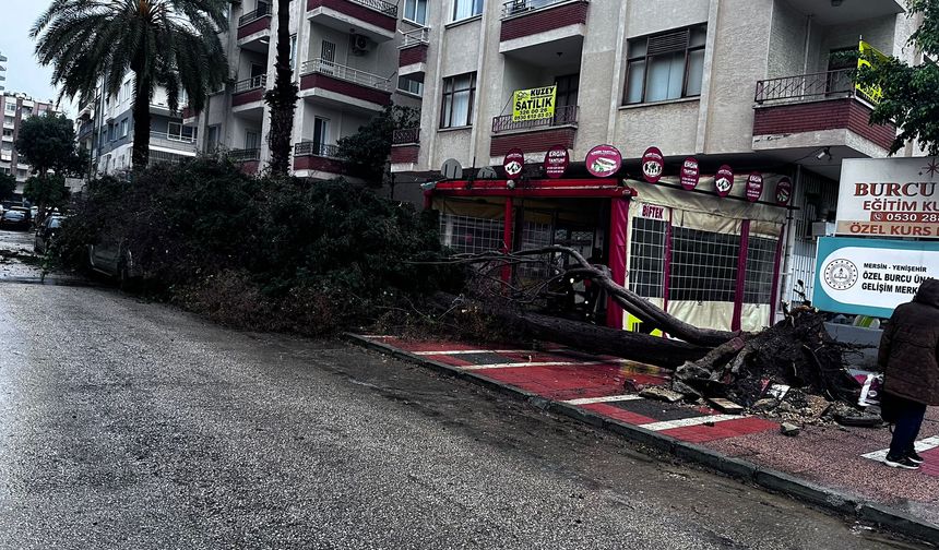 Şiddetli fırtına nedeniyle Palmiye Mahallesi’nde ağaç devrildi
