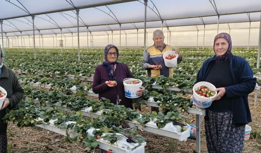 Silifke'de örtü altı çilekte bahar hasadı: Kilosu 140 ile 160 TL arasında