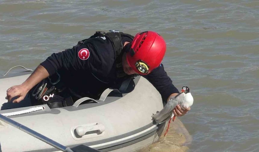 Antalya itfaiyesinden film gibi martı kurtarma operasyonu