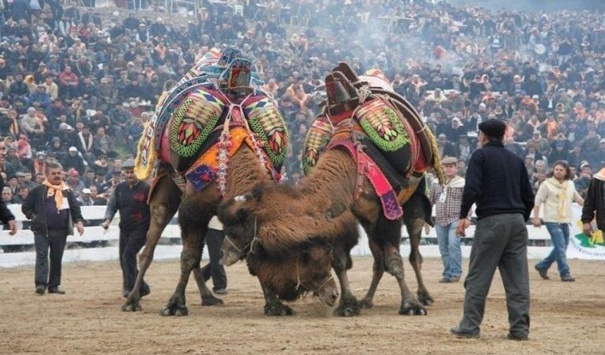 Balıkesir'de deve güreşlerinin önü açıldı