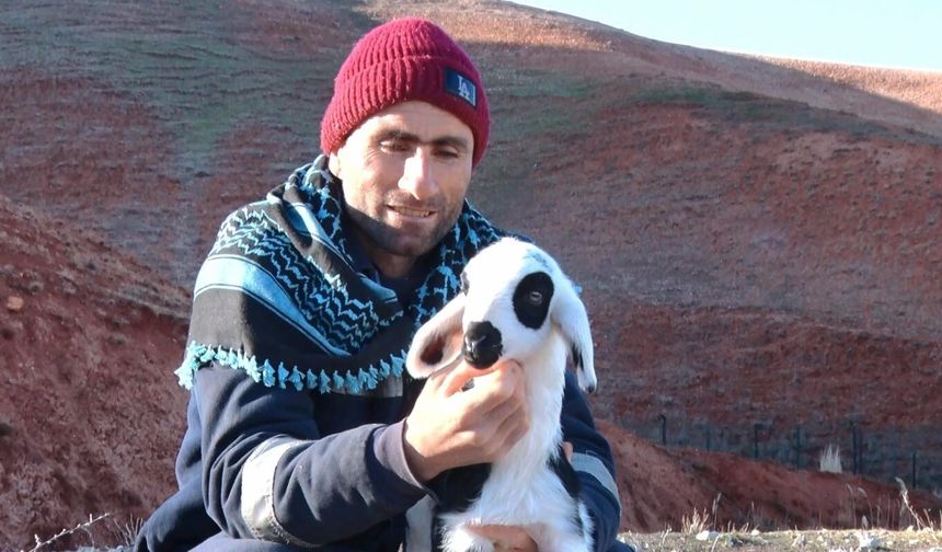 Başkent'te kuzuların anneleriyle buluşma anı dronla görüntülendi