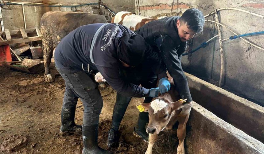 Bayburt genelinde şap, brusella aşılamaları ve küpeleme çalışmaları sürüyor