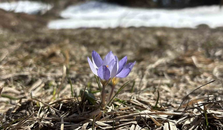 Bolu'da iki mevsim bir arada yaşanıyor: Karlar arasında çiğdemler çiçek açtı