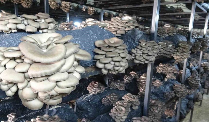 Çarşamba'da istiridye mantarı üretimi artıyor