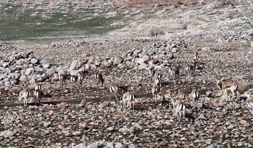 Cudi Dağında ceylan popülasyonu 165'e ulaştı