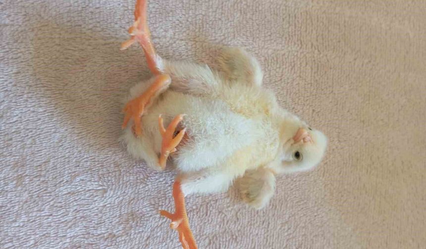 Diyarbakır'da dört ayaklı civciv şaşırttı