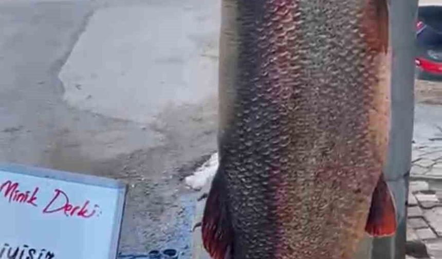 Elazığ'da 97 kilogram turna balığı yakalandı