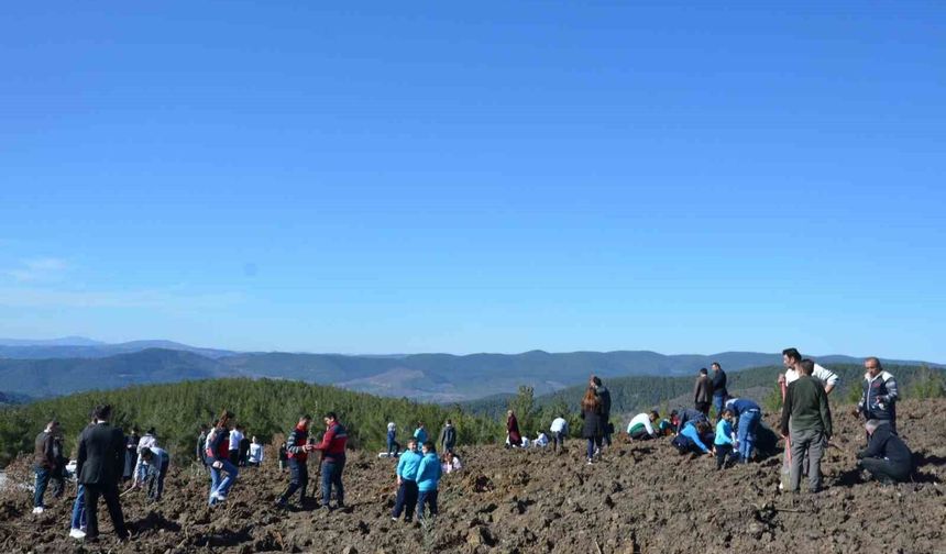 Emet'te zeytin fidanları toprakla buluştu