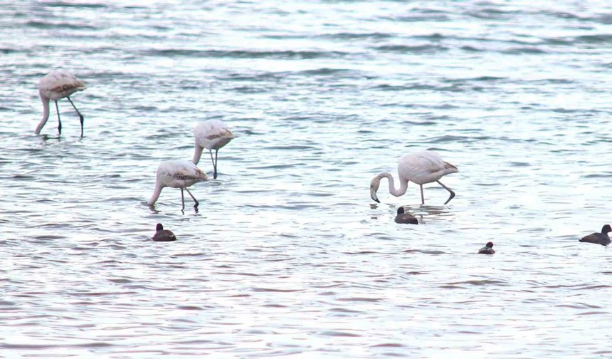 Flamingolar Van Gölü Havzası'na geri döndü