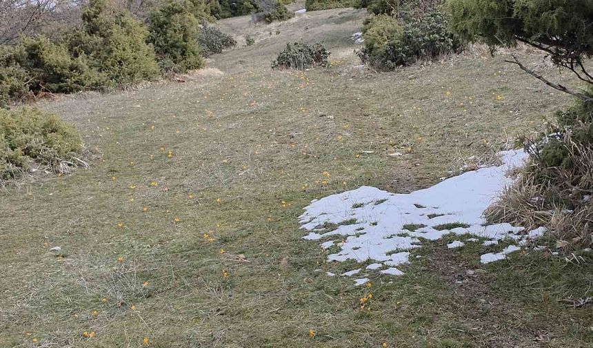 Kar ve çiçek açan çiğdemler yan yana