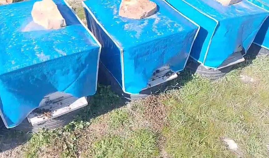Mersin'de zamansız zirai ilaçlama arıların ölümüne sebep oldu