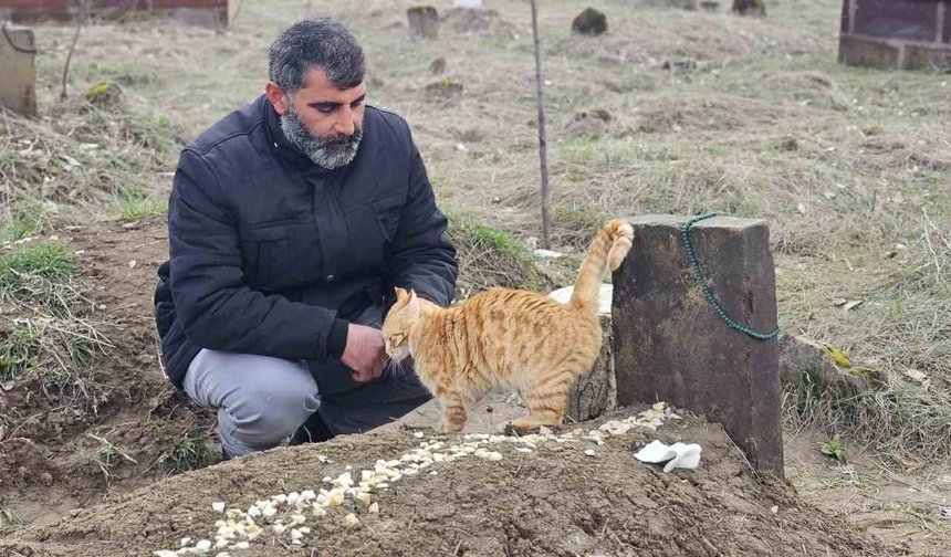 Muş'ta 9 gün önce öldürülen adamın kedileri mezarının başından ayrılmıyor