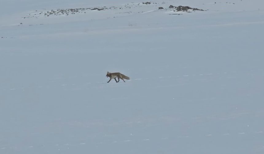 Tilkiler yol kenarında yiyecek aradı