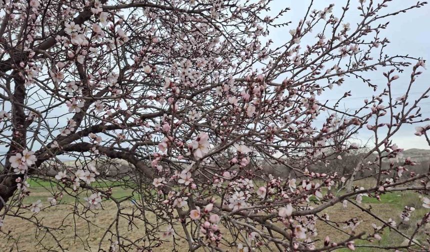 Yalancı bahara aldanan ağaçlar erkenden çiçek açtı